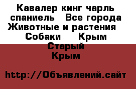 Кавалер кинг чарль спаниель - Все города Животные и растения » Собаки   . Крым,Старый Крым